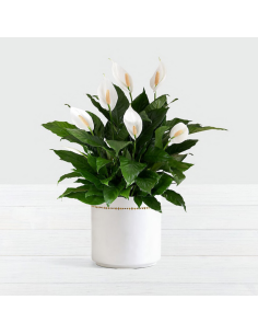 Composizione di più Spathiphyllum