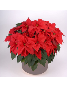 Stella di Natale rosso Strani Fiori Torino