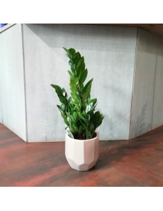 Zamioculcas