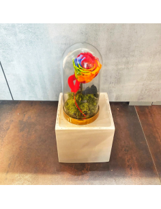 Rosa della bella e la bestia Arcobaleno