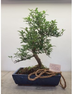 Bonsai pianta del pepe - 20 anni