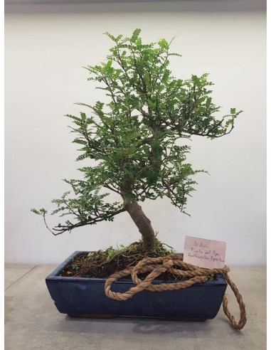 Bonsai pianta del pepe - 20 anni