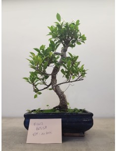 Bonsai Ficus - 10 anni