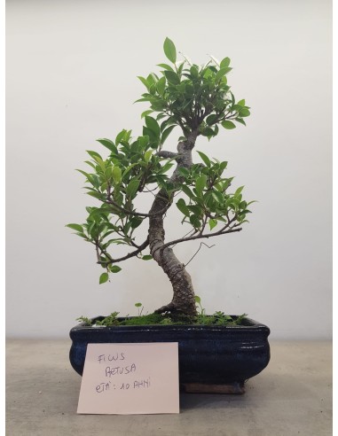 Bonsai Ficus - 10 anni