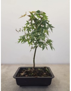 Bonsai di Acero