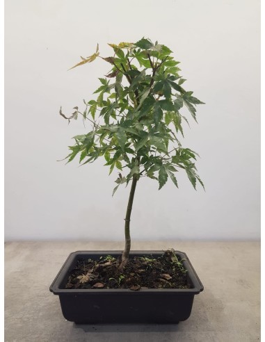Bonsai di Acero