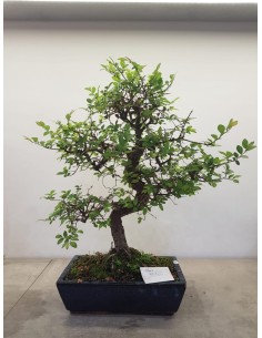 Bonsai Olmo- 15 anni