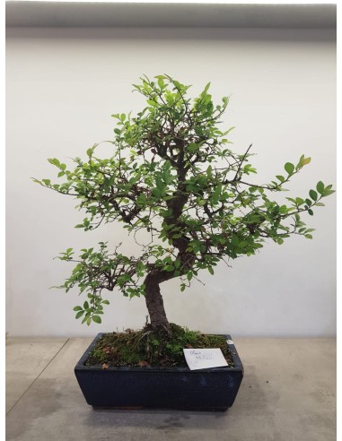 Bonsai Olmo- 15 anni
