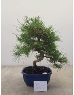 Bonsai Pino d'Aleppo - 8 anni