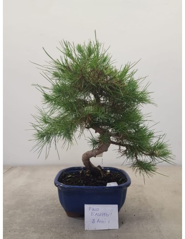 Bonsai Pino d'Aleppo - 8 anni