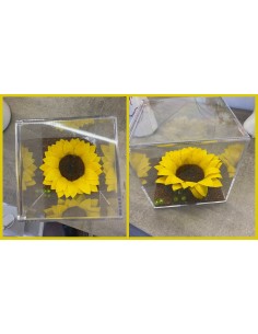 Girasole Stabilizzato in Plexiglass