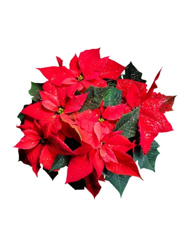 Stella di Natale Strani Fiori Torino