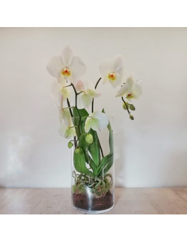 Phalenopsis nel cristallo