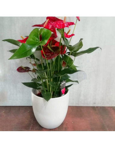 Anthurium plant