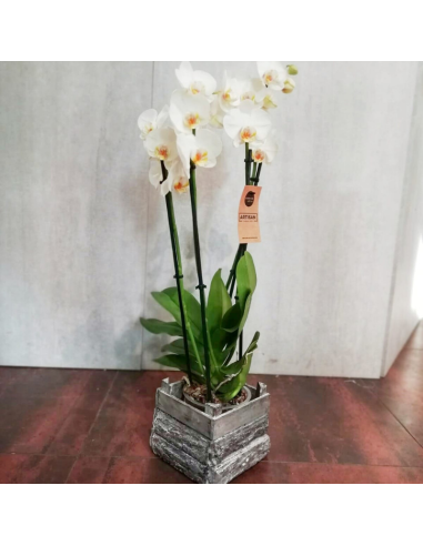 Phalenos bianco 2 o 3 rami
