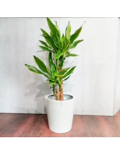 Tronchetto della Felicità