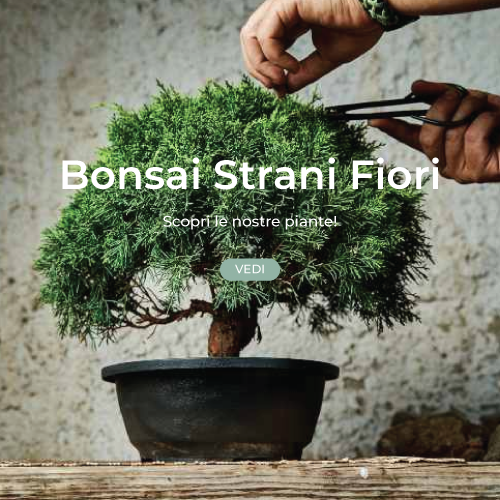 bonsai-stranifiori